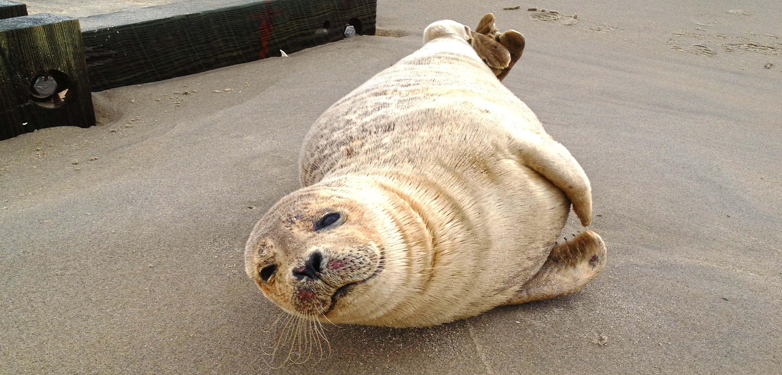 Sea Lion